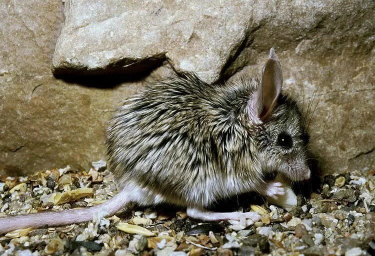 Calomyscus bailwardi. Крысовидный хомячок. Закавказский мышевидный хомячок. Крысовидный хомяк Уссурийская Тайга.