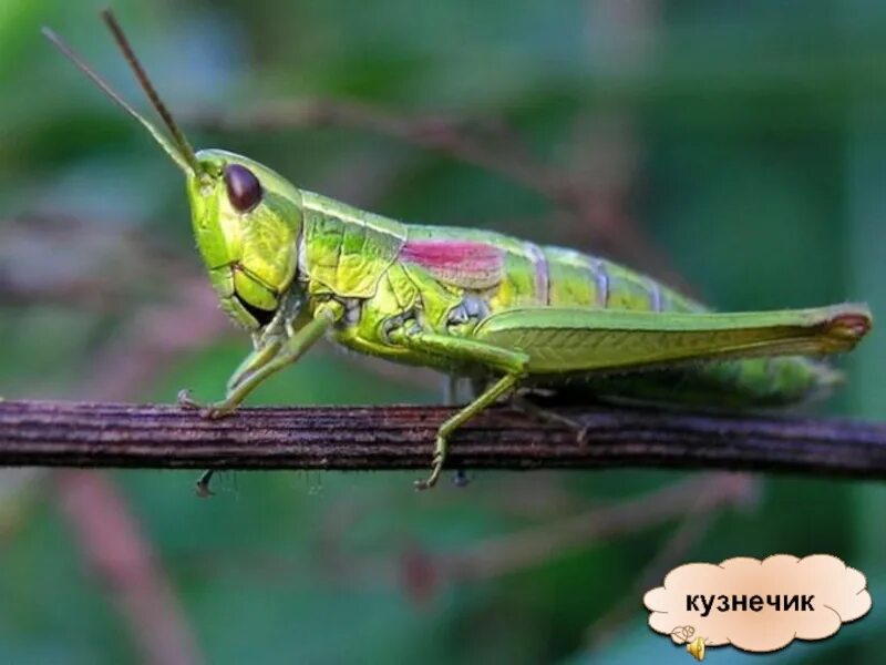 Кузнечик листокрылый. Кузнечик сабленосец. Членистоногие кузнечик. Хищный кузнечик.