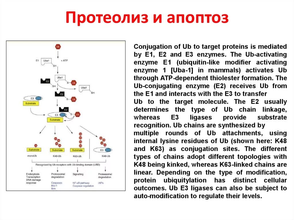Протеолиз. Протеолиз апоптоз. Роль протеолитических ферментов в апоптозе. Ограниченный протеолиз белков схема. Содержит ферменты осуществляющие апоптоз
