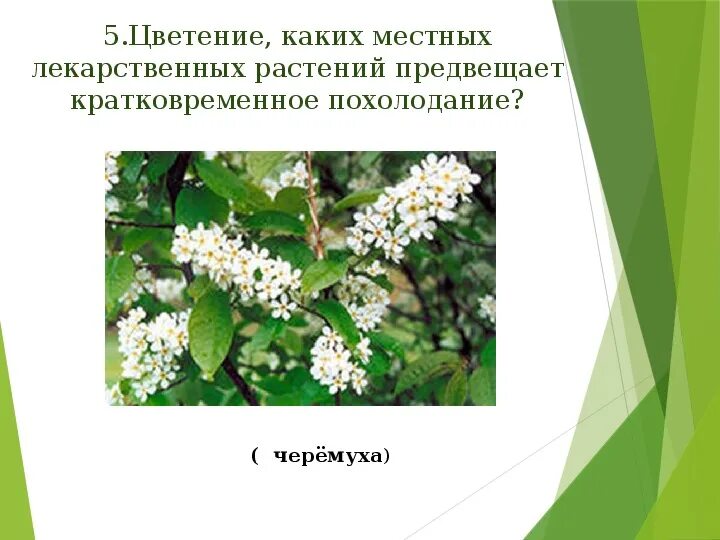 Зацвела какое время. Растения кратковременного цветения примеры. Югра местное цветение.