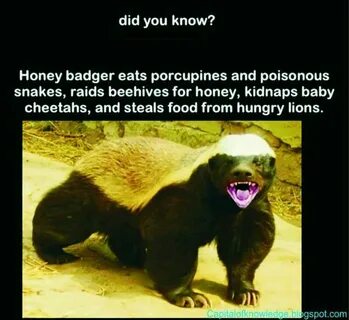 Badger перевод
