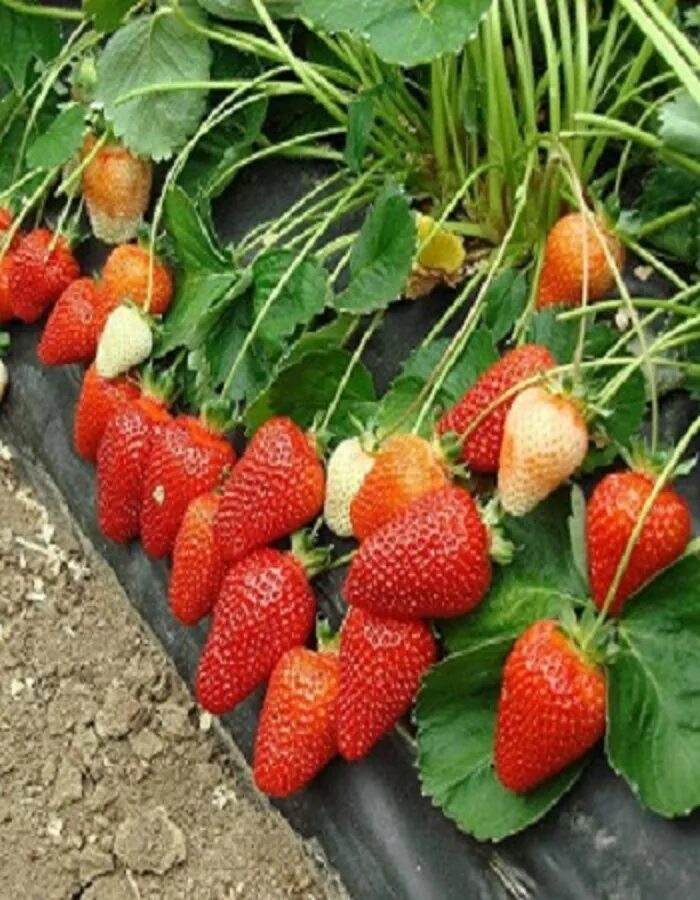 Сорт клубники полька. Сорт клубники чамора. Земляника садовая (fragaria/pineberry ananassa asia). Земляника садовая летиция. Каталоги клубники.