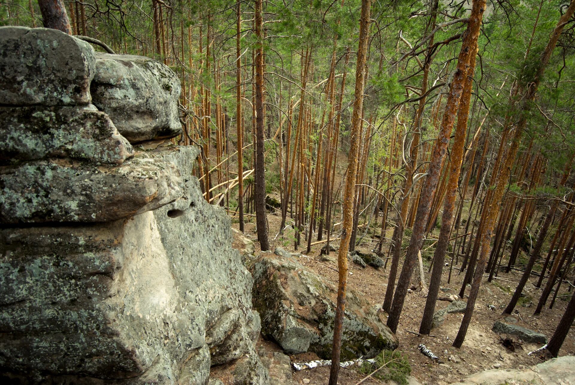 Рачейские скалы Самарская. Рачейские Альпы. Рачейские скалы Сызрань. Рачейский лес Самарская область каменный Бор Сызранский. Зарастание скалы