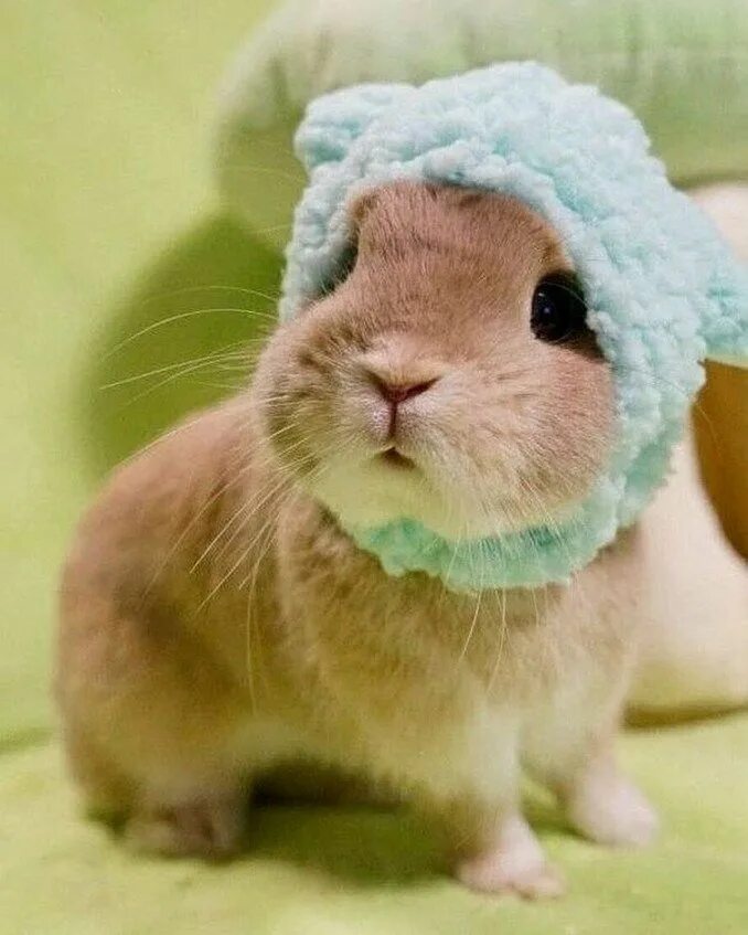 Смешные зайчики. Котята милашки. Смешные милые зверюшки. Прикольные мопсы. Мимимишные животные.