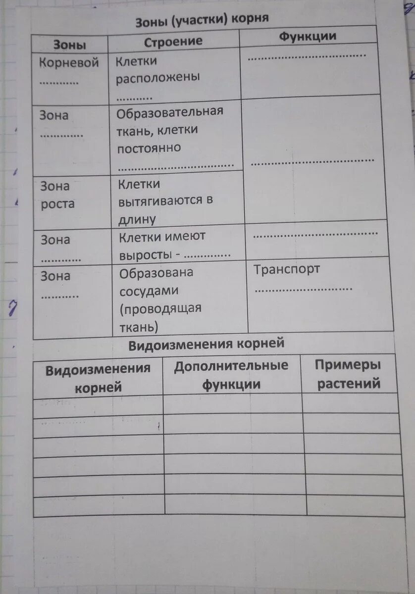 Таблицы по биологии 5 класс видоизменением. Видоизменение корня таблица 6 класс биология. Биология 6 класс таблица корни