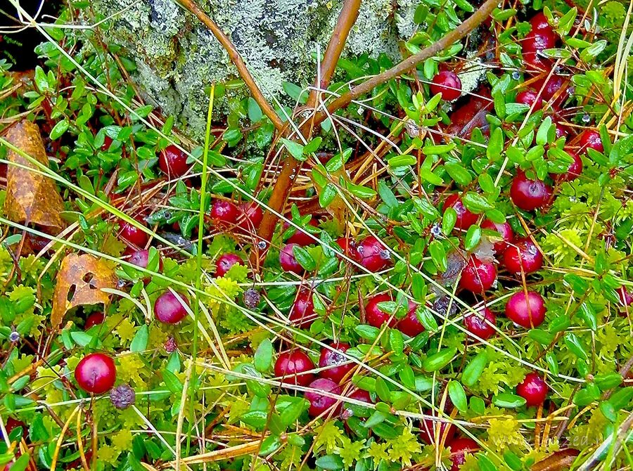 Клюква Лесная. Клюква Болотная. Клюква мелкоплодная (Vaccinium microcarpum). Болотная Северная ягода.