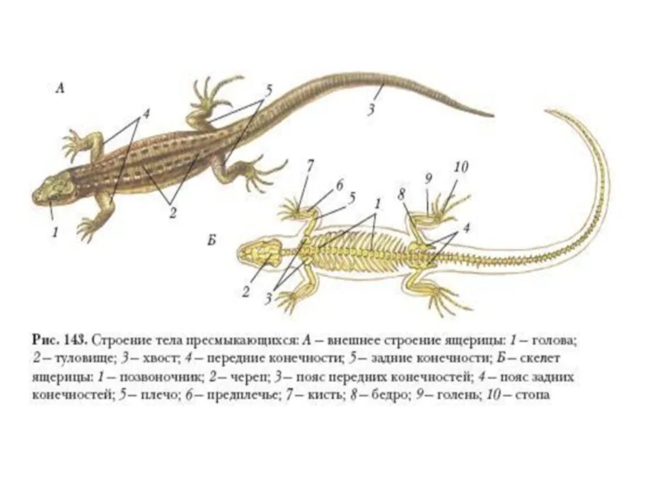 Строение рептилий 7 класс. Строение тела ящерицы внешнее строение. Внешнее строение ящерицы 7 класс. Строение тела ящерицы биология 7 класс. Внешнее строение ящерицы 7 класс биология.