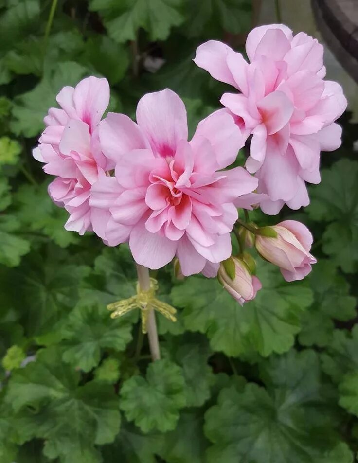 Пеларгония Pelargongaragets za Denise. Пеларгония Unicorn Zonartic Rose. Pelargongaragets Zonartic Denise пеларгония. Пеларгония Rushmoor Zambezi. Cara пеларгонии