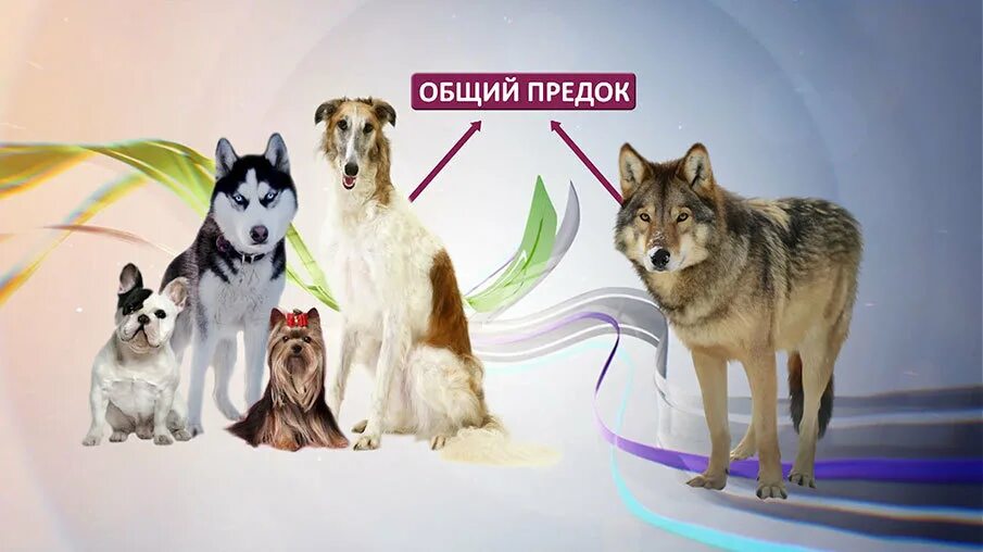 Предки Волков и собак. Происхождение пород собак. Эволюция собак. Волк предок собаки.