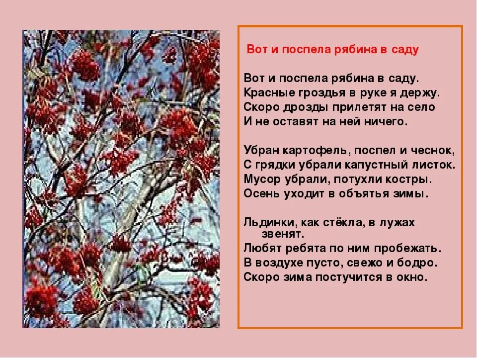 Рябина это небольшое ветвистое деревце растущее. Стихи про рябину. Гроздья рябины стихи. Стишок про рябину. Рябина стиэ.