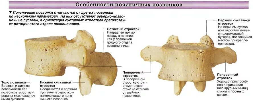 Особенности строения позвонков поясничного отдела. Поясничный позвонок анатомия отличия. Поясничный позвонок строение анатомия. Характеристика поясничных позвонков.