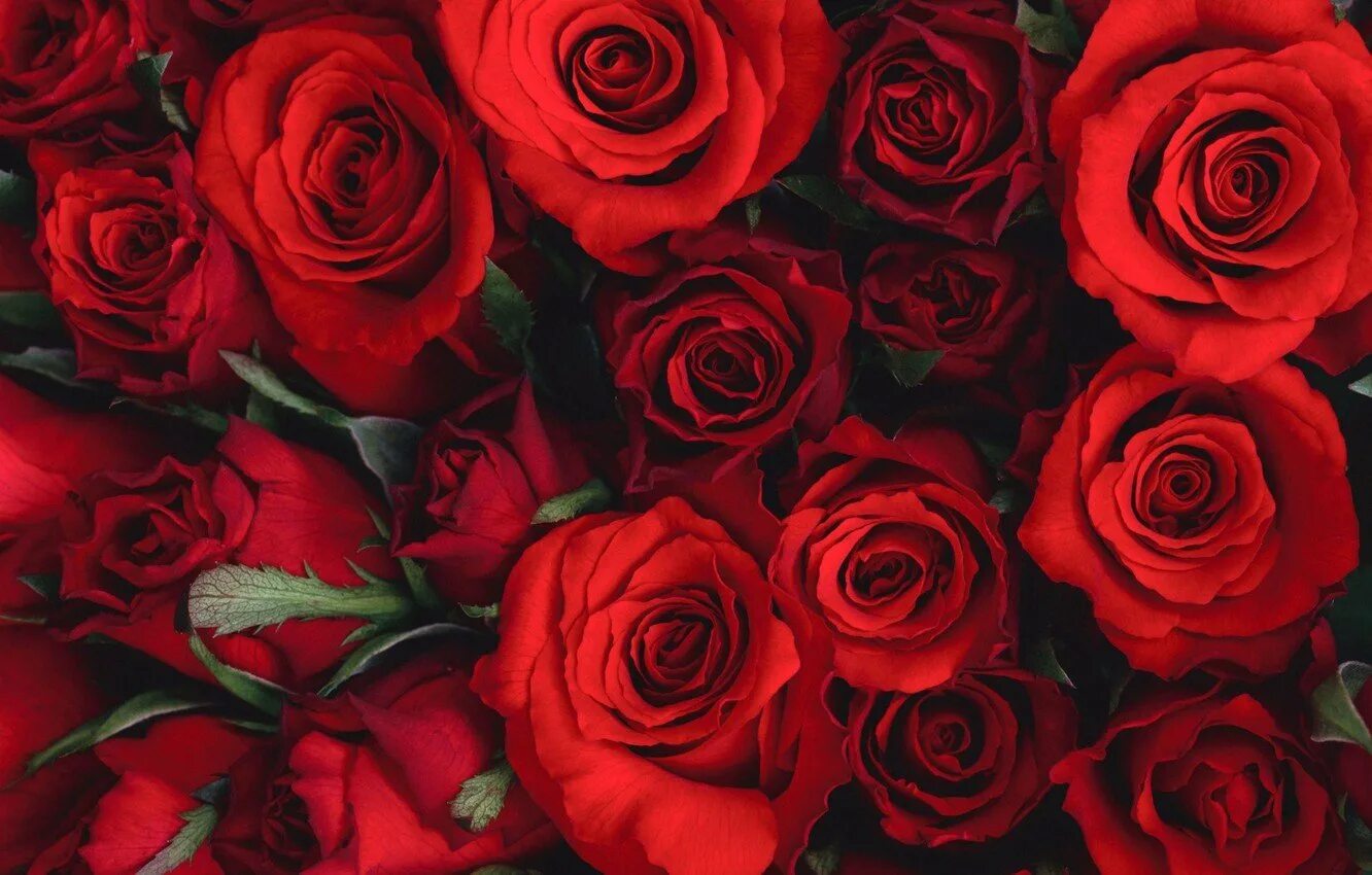Цветы розы красные. Красные розы. Розы красные много. Красные розы фон.