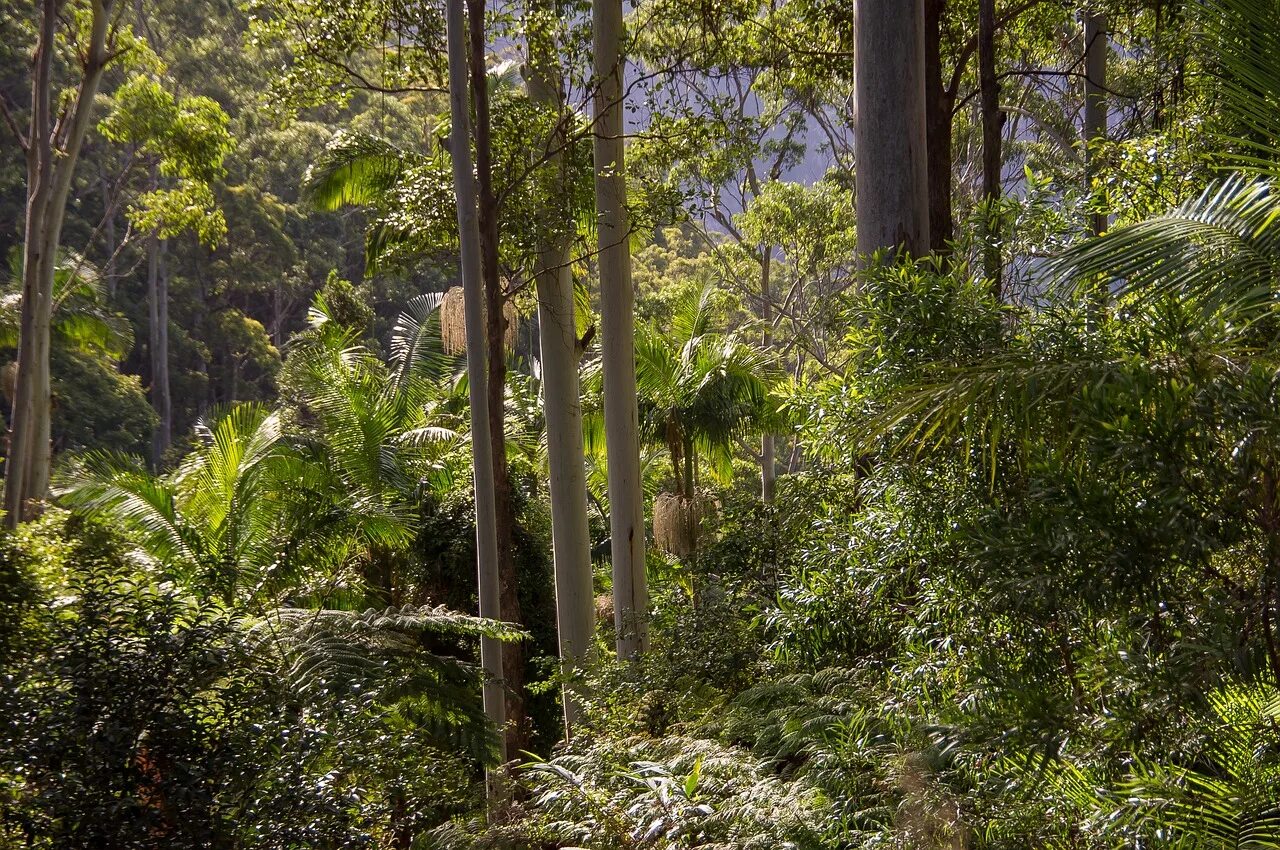 Эвкалиптовые леса Австралии. Влажные тропики Квинсленда Австралия. Дождливые тропические леса Австралии. Субтропический лес Австралии.
