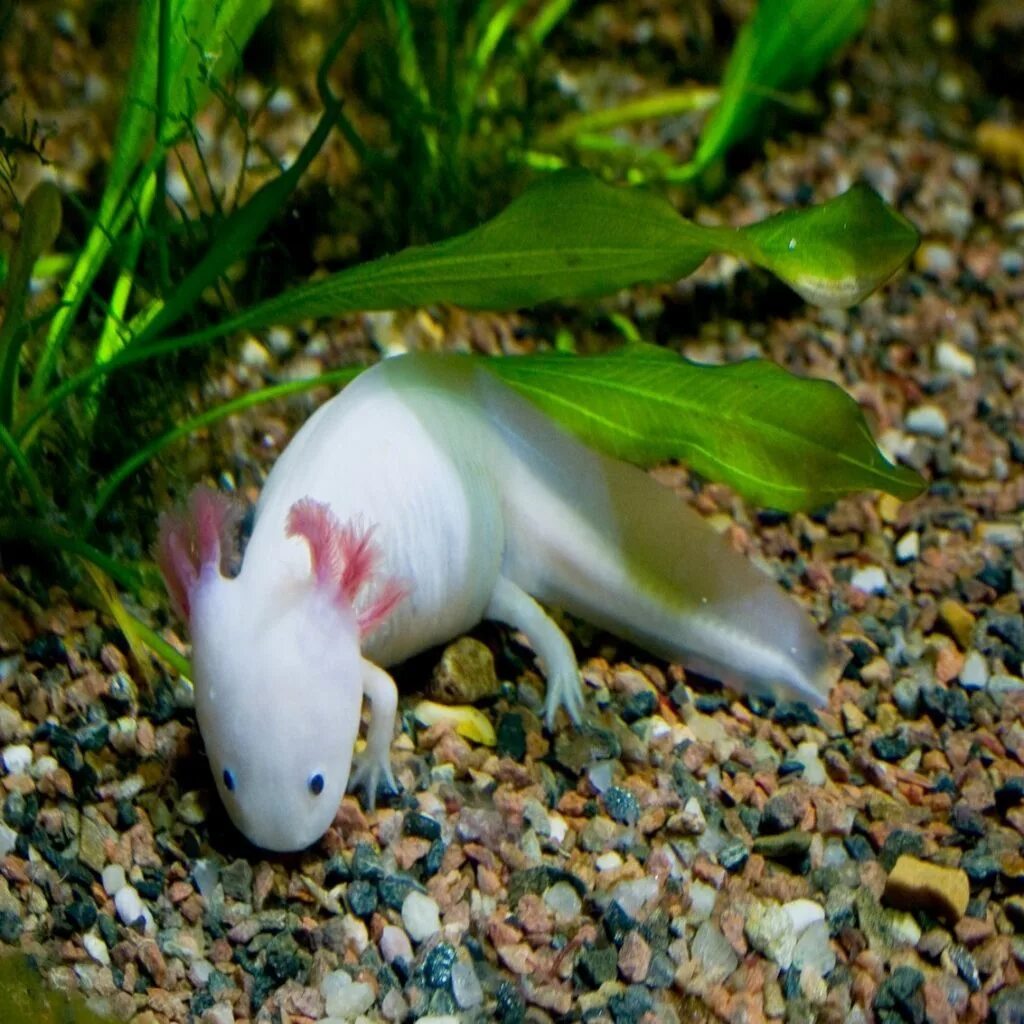 Аксолотль альбинос. Амбистома альбинос. Аксолотль животное. Аксолотль белый.
