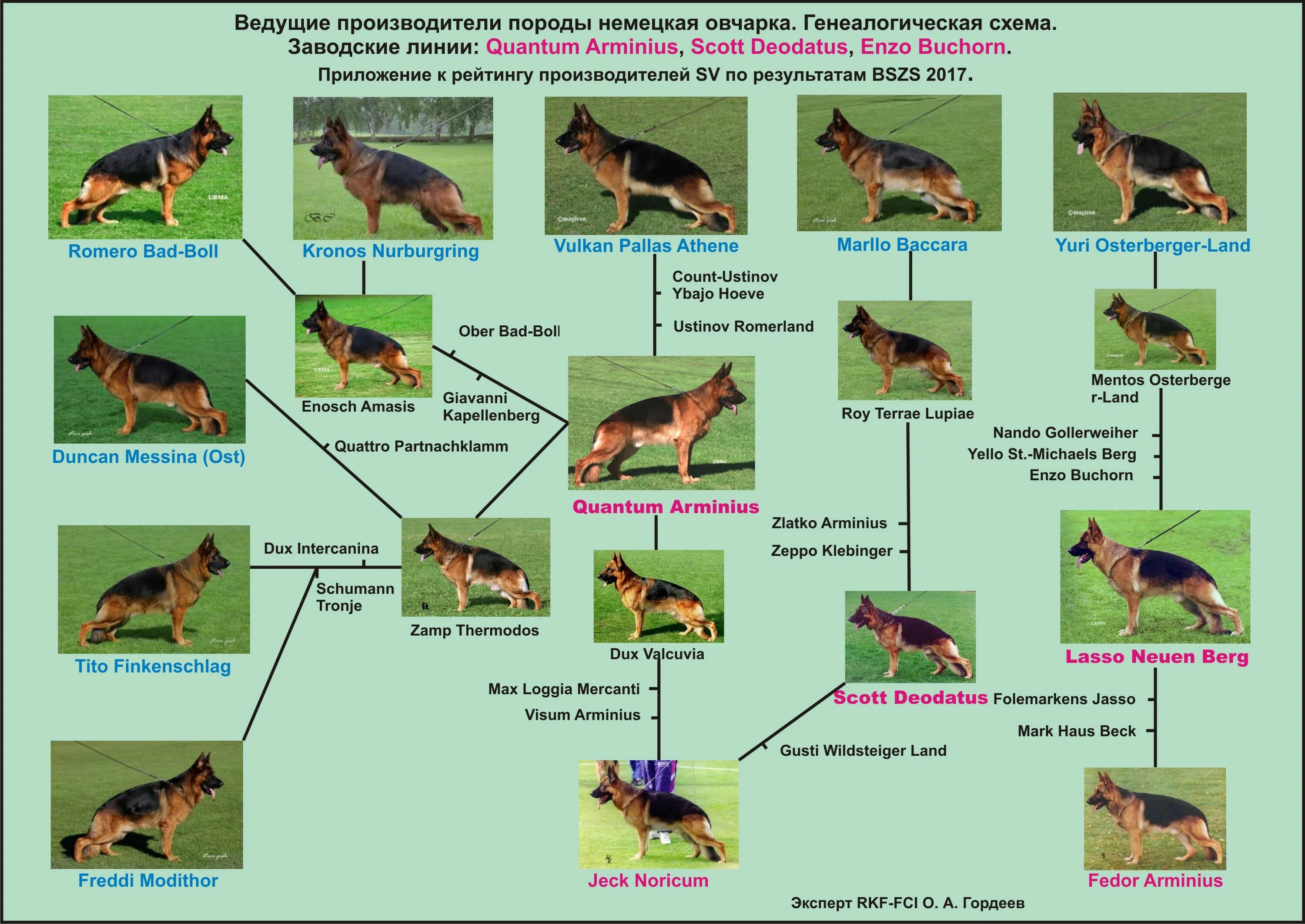 чистая немецкая овчарка. развитие немецкой овчарки. немецкая овчарка 1 год кобель. таблица окрасов немецких овчарок. немецкая овчарка эволюция породы.