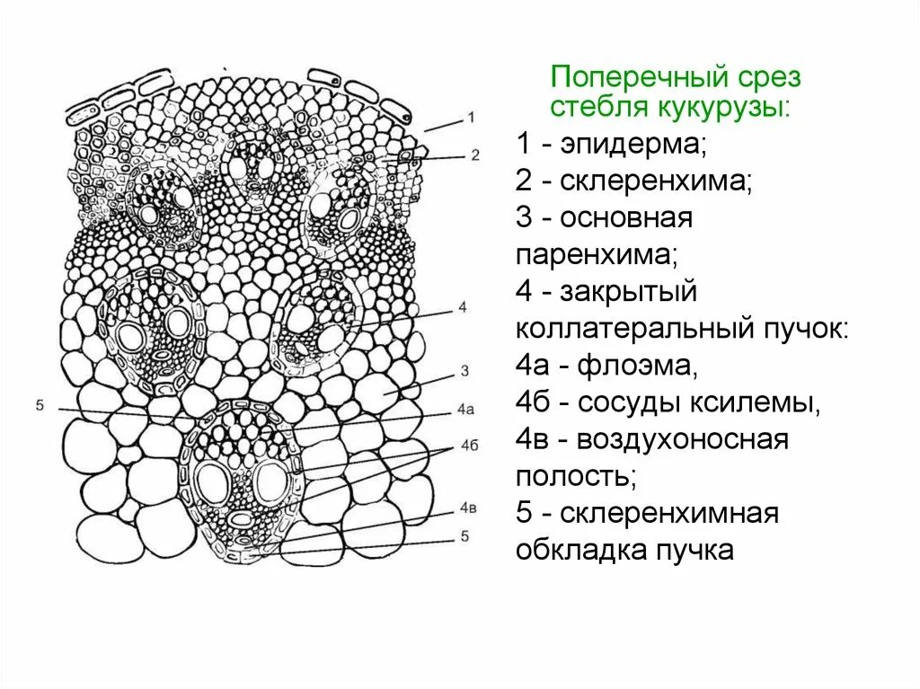 Поперечный разрез стебля кукурузы. Строение стебля кукурузы на поперечном срезе. Схема строения стебля кукурузы. Поперечный срез стебля кукурузы.