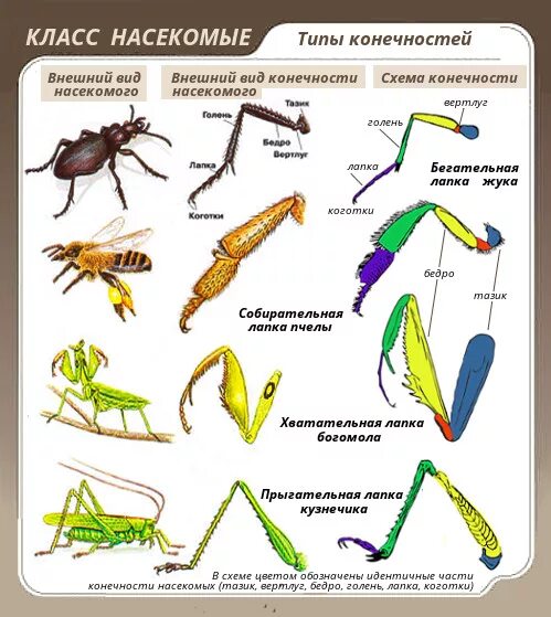 Типы ходильных конечностей насекомых. Строение ходильной конечности насекомого. Строение конечностей насекомых таблица. Строение разных типов конечностей насекомых. Насекомое работающее на компетентные органы