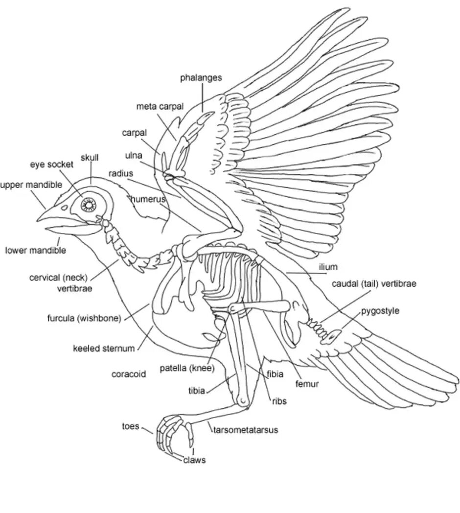 Строение скелета Совы. Внутреннее строение голубя схема. Внутренне строение голубя. Части скелета птицы. Строение скелета голубя