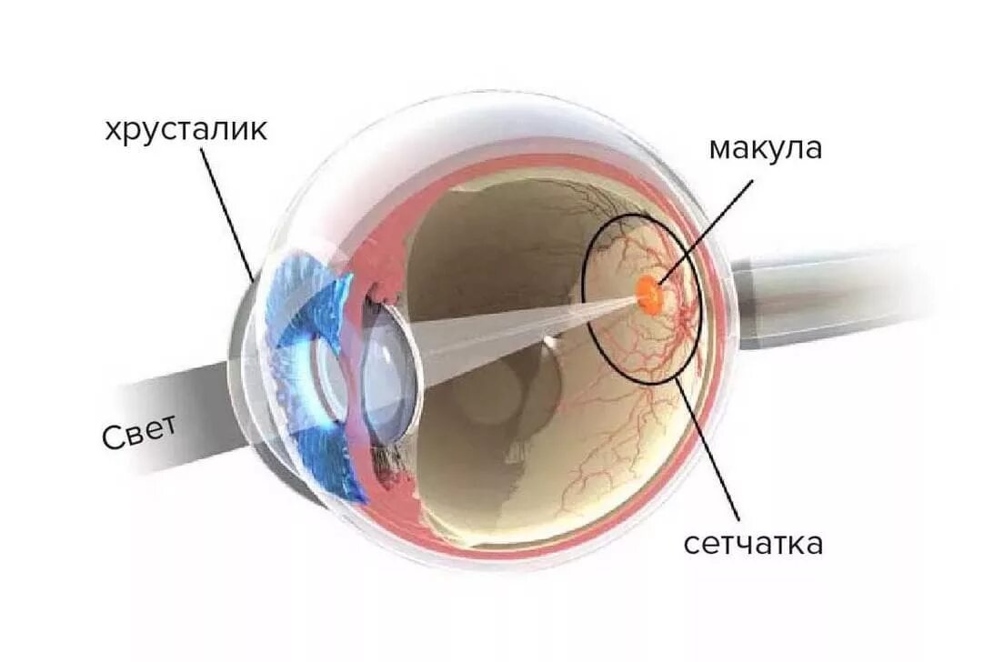 Желтое пятно это. Макула сетчатки анатомия. Что такое макула глаза и сетчатка глаза. Анатомия глаза макула. Строение хрусталика и сетчатки глаза.