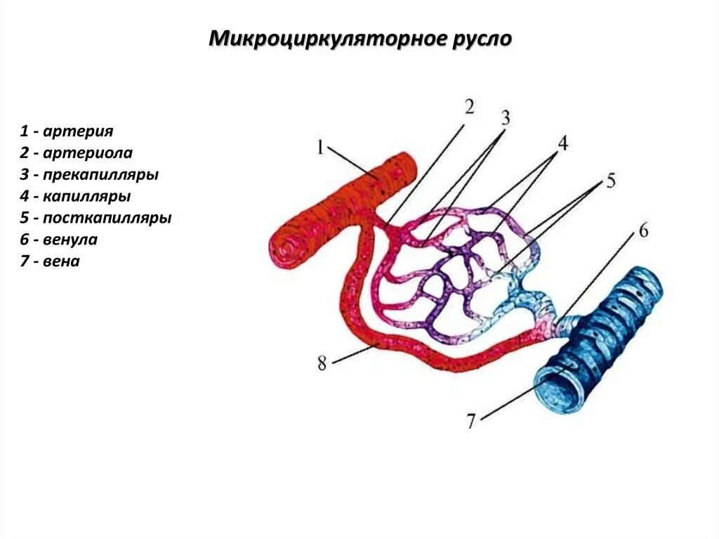 Сосудистая система человека образована сосудами трех. Сосуды микроциркуляторного русла схема. Схема микроциркуляторного русла гистология. Схема микроциркуляторного русла анатомия. Схема строения микроциркуляторного кровеносного русла.