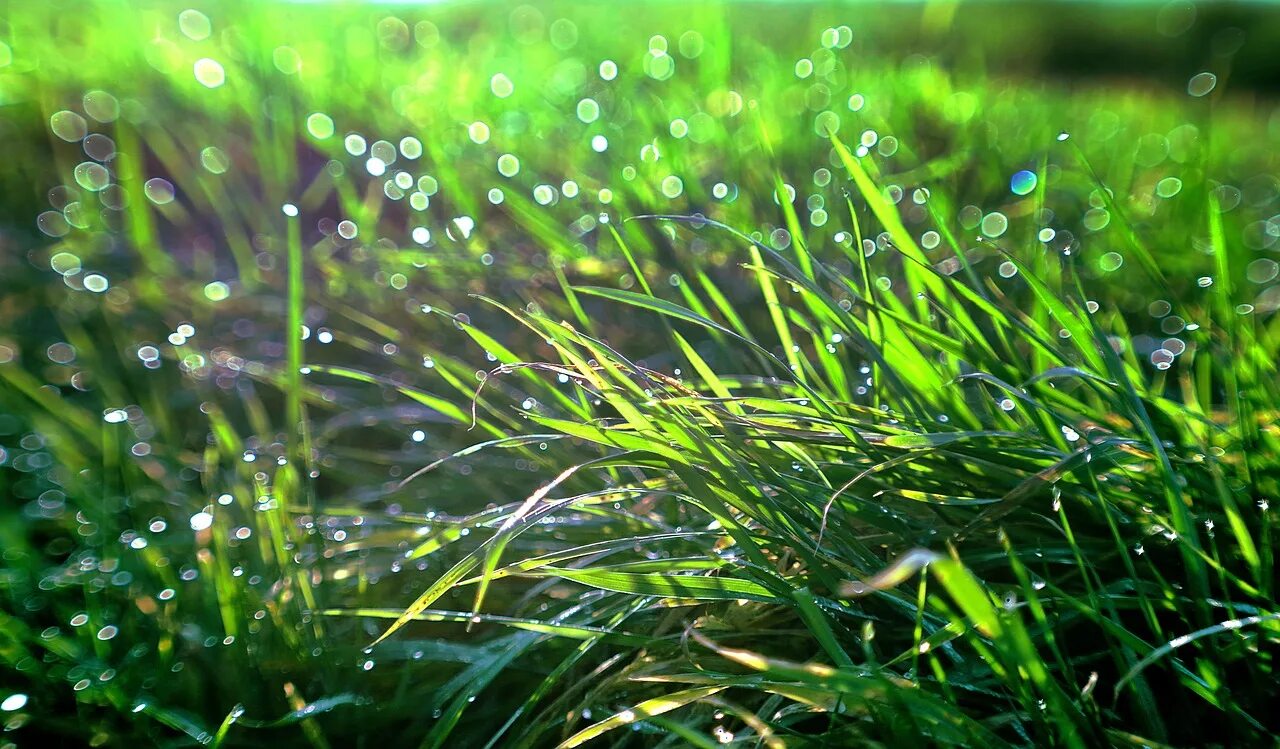 После летнего дождика. Природа после дождя. Роса на траве. Трава после дождя. Лето трава.