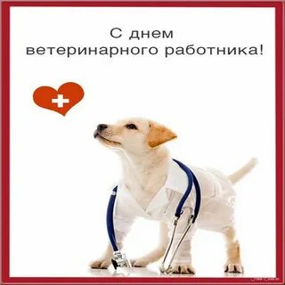 С днем ветеринара картинки прикольные