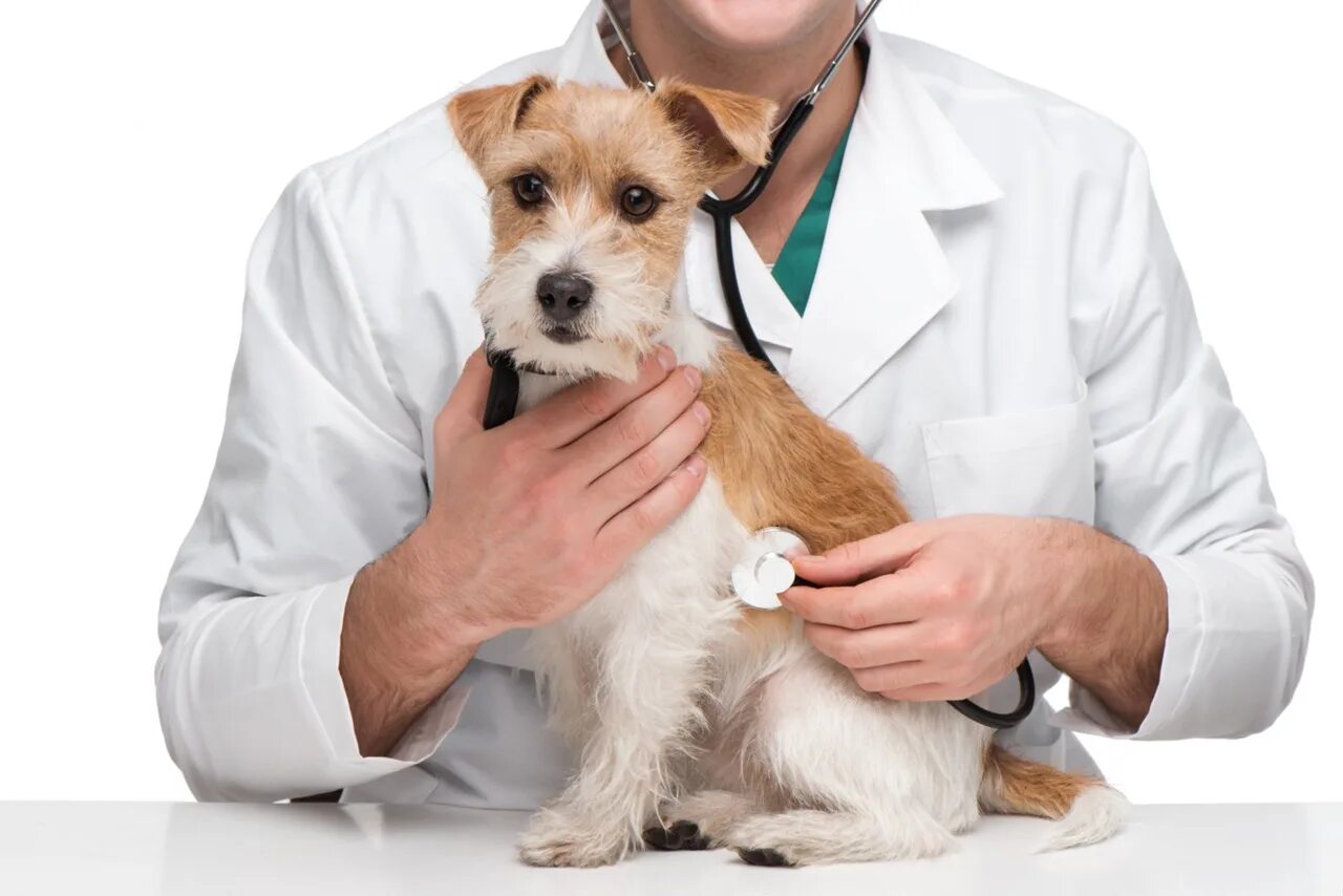 Ветеринарный врач приема. Собака врач. Ветеринария. Собака медик. Животное у ветеринара.
