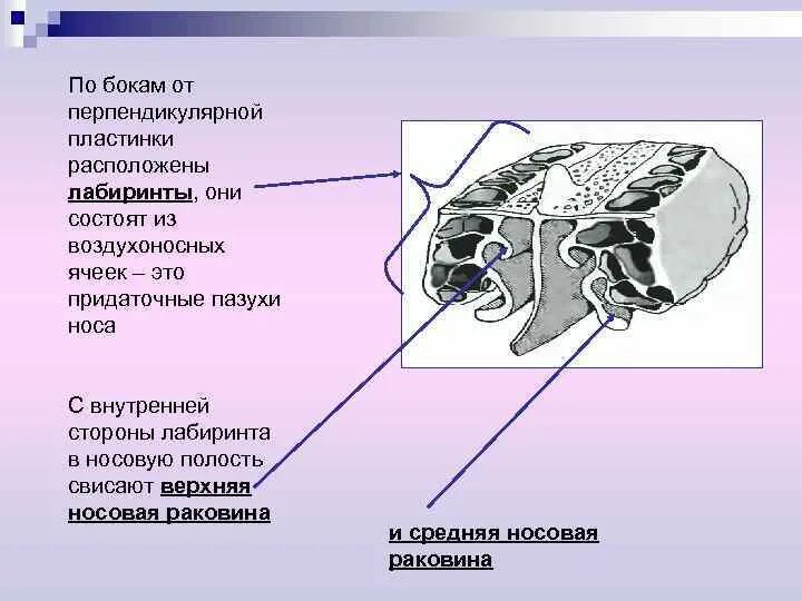 Решетчатый лабиринт. Решетчатая кость верхняя носовая раковина. парный решетчатый лабиринт решетчатая кость. решетчатый лабиринт носовой полости. решетчатый лабиринт анатомия.