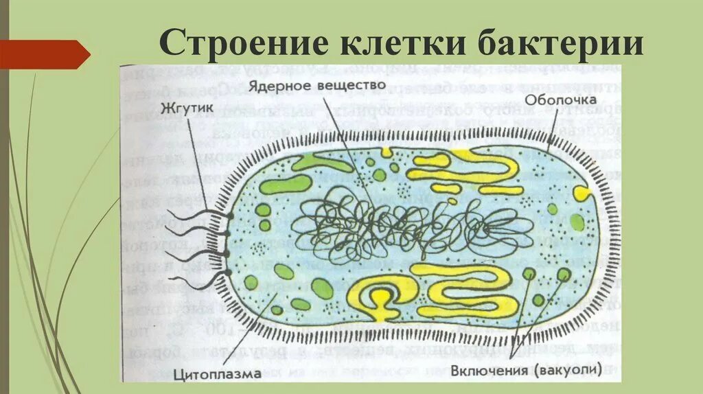 На каком рисунке изображена клетка бактерий. Строение бактериальной клетки рисунок. Строение бактериальной клетки 5 класс. Строение клетки бактерии 5 класс. Строение бактериальной клетки 5.