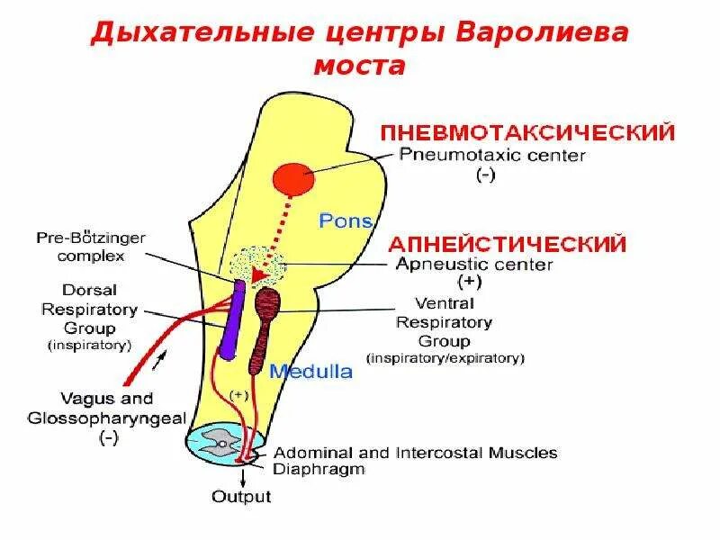 Центр дыхание жизни ростов. Дыхательные центры варолиева моста. Функции варолиева моста физиология. Дыхательный центр физиология. Рефлекторная функция варолиева моста.