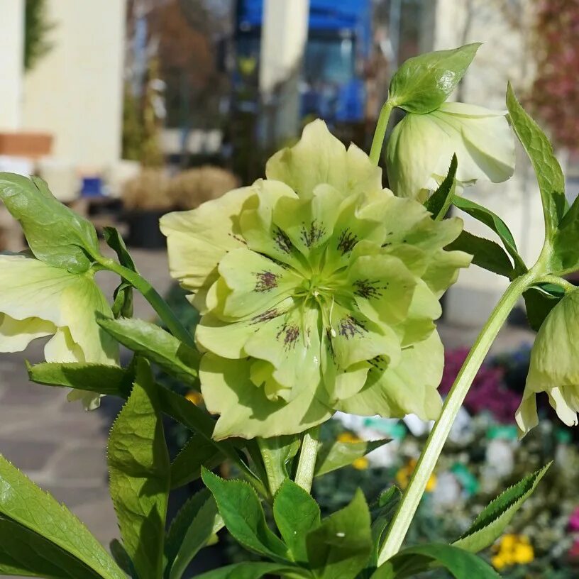 Морозник дабл. Морозник double ellen green. морозник double ellen picotee. морозник восточный helleborus orientalis double ellen purple. морозник восточный элен грин.