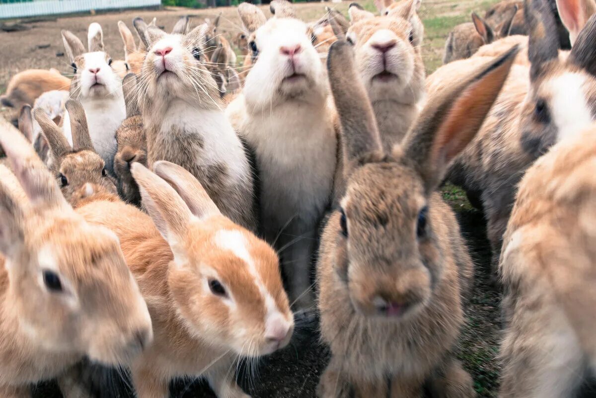 Включи где кролики. Остров кроликов Окуносима. Остров кроликов Окуносима в Японии. Стадо кроликов. Много кроликов.