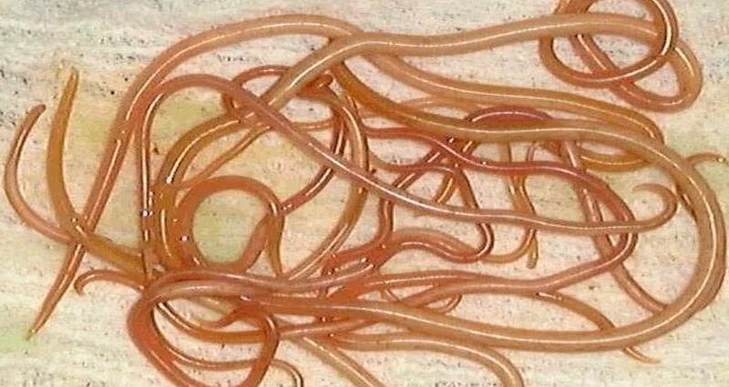 гельмитон от паразитов. паразитические черви острицы. гельминтоз отзывы. гельминтоз отзывы. гельминтоз отзывы.