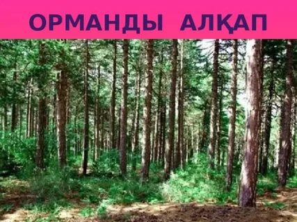 Есек жалау секс видео