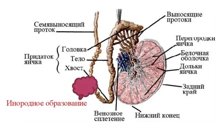 Семявыносящие протоки латынь