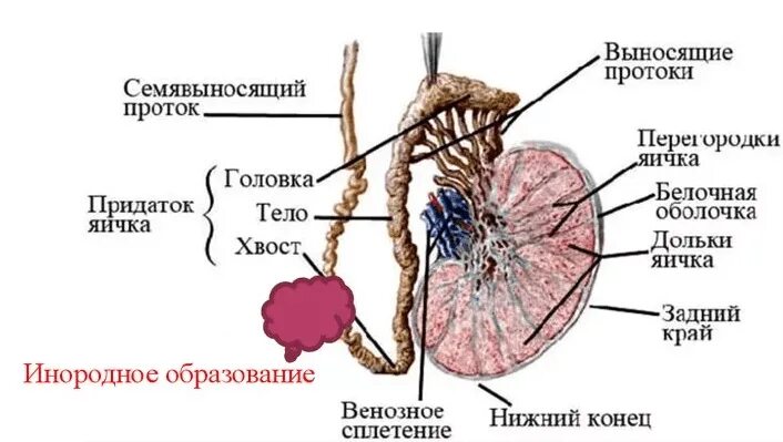 Придатки у мужчин симптомы. Семявыносящий проток. Семявыносящий проток анатомия строение. Строение семявыносящего протока. Обструкция семявыносящих протоков.