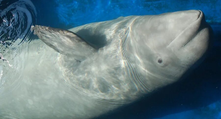 белый кит университетская набережная