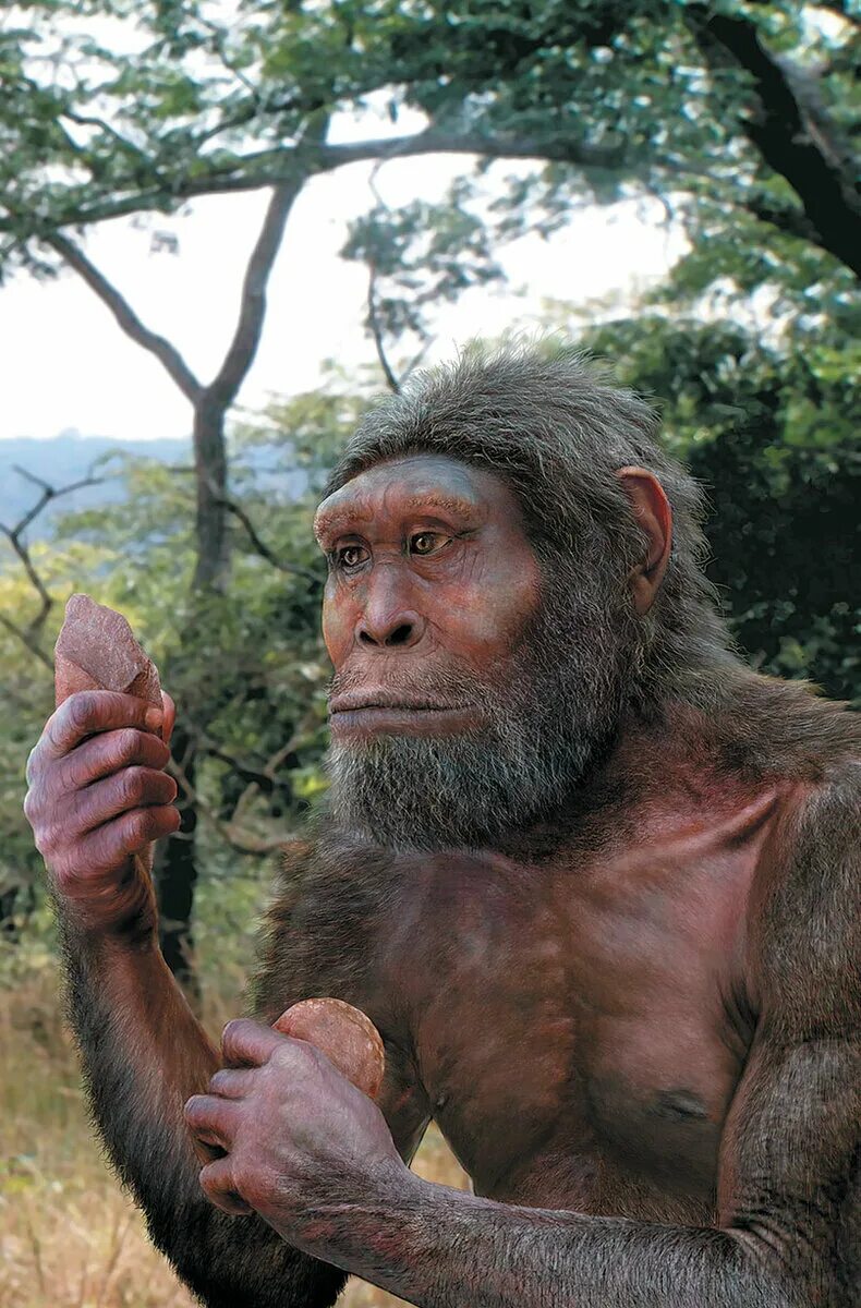 Ранние предки людей. Хомо хабилис австралопитек. Австралопитеки гоминид. Гоминиды обезьяны. Человек умелый хомо хабилис.