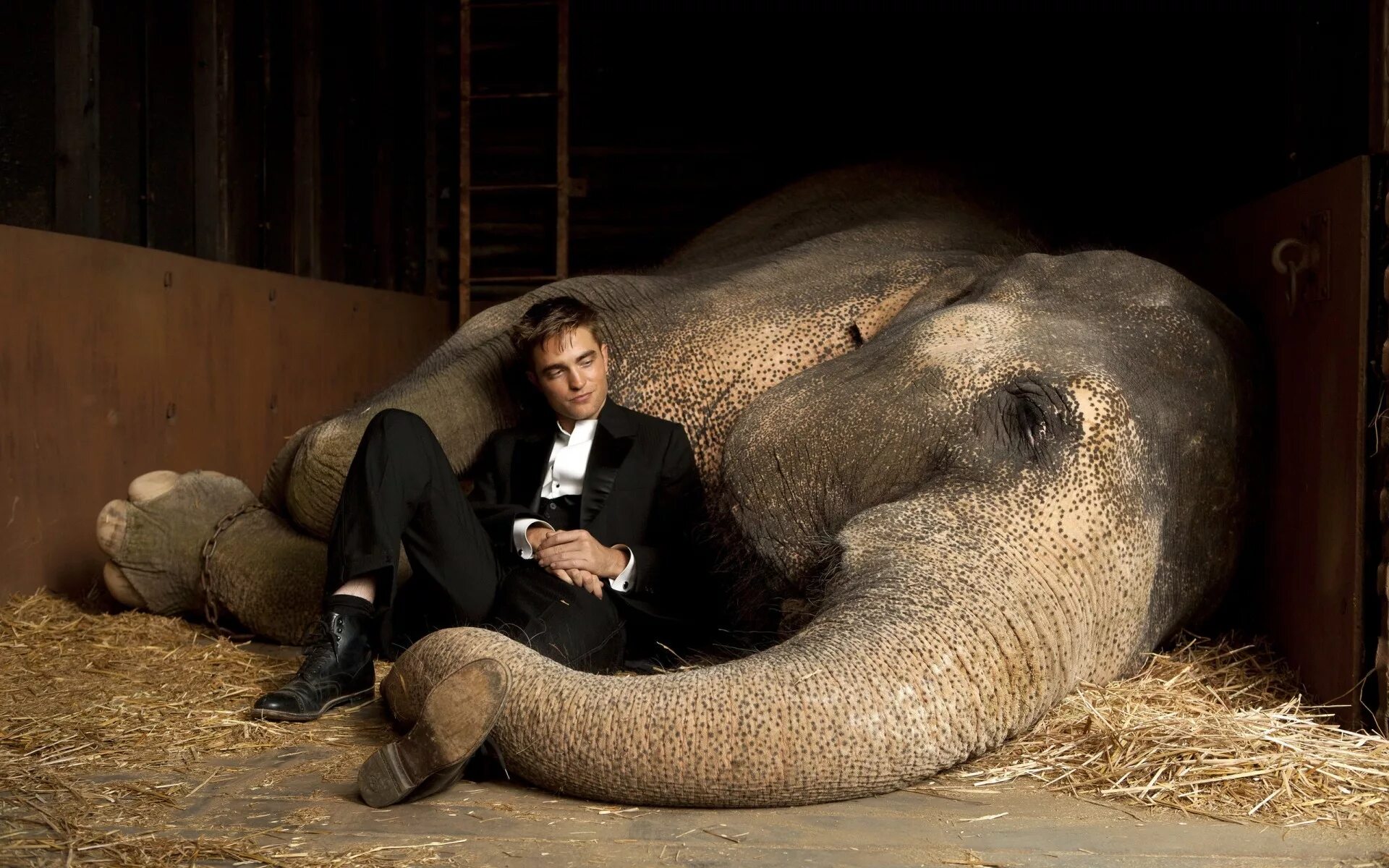 Воды слонам! (2011). Воды слонам! Water for Elephants, 2011. З сплячими