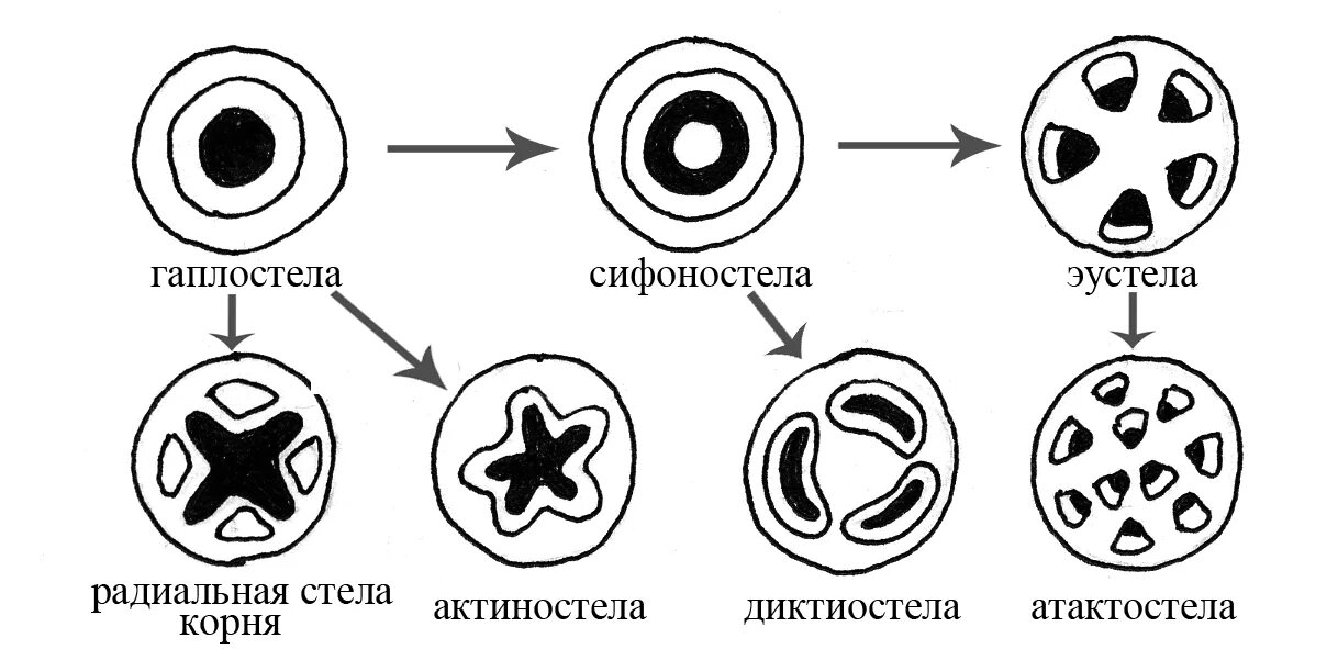 Тип стели. Сифоностела типы. типы стел. типы стели у растений. эволюция стели у растений.