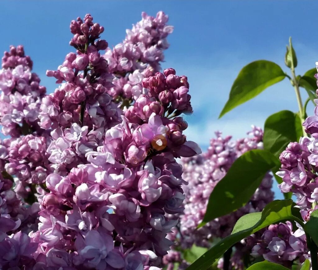 Сирень бульба. Syringa vulgaris Taras Bulba сирень. Сирень обыкновенная "Taras Bulba".