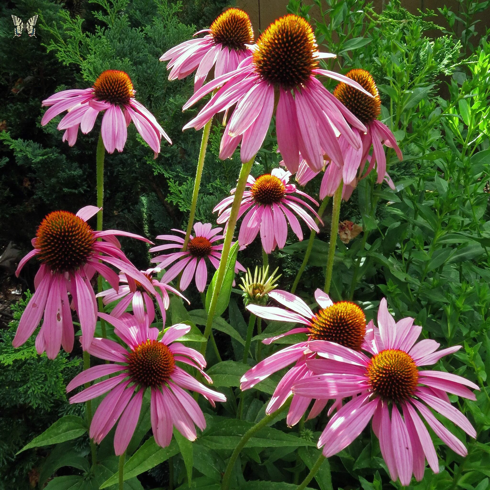 Эхинацея пурпурная (Echinacea purpurea). Эхинацея рудбекия пурпурная. Эхинацея пурпурная (рудбекия пурпурная). Эхинацея Echinacea purpurea (Rudbeckia). Фото эхинацеи многолетней