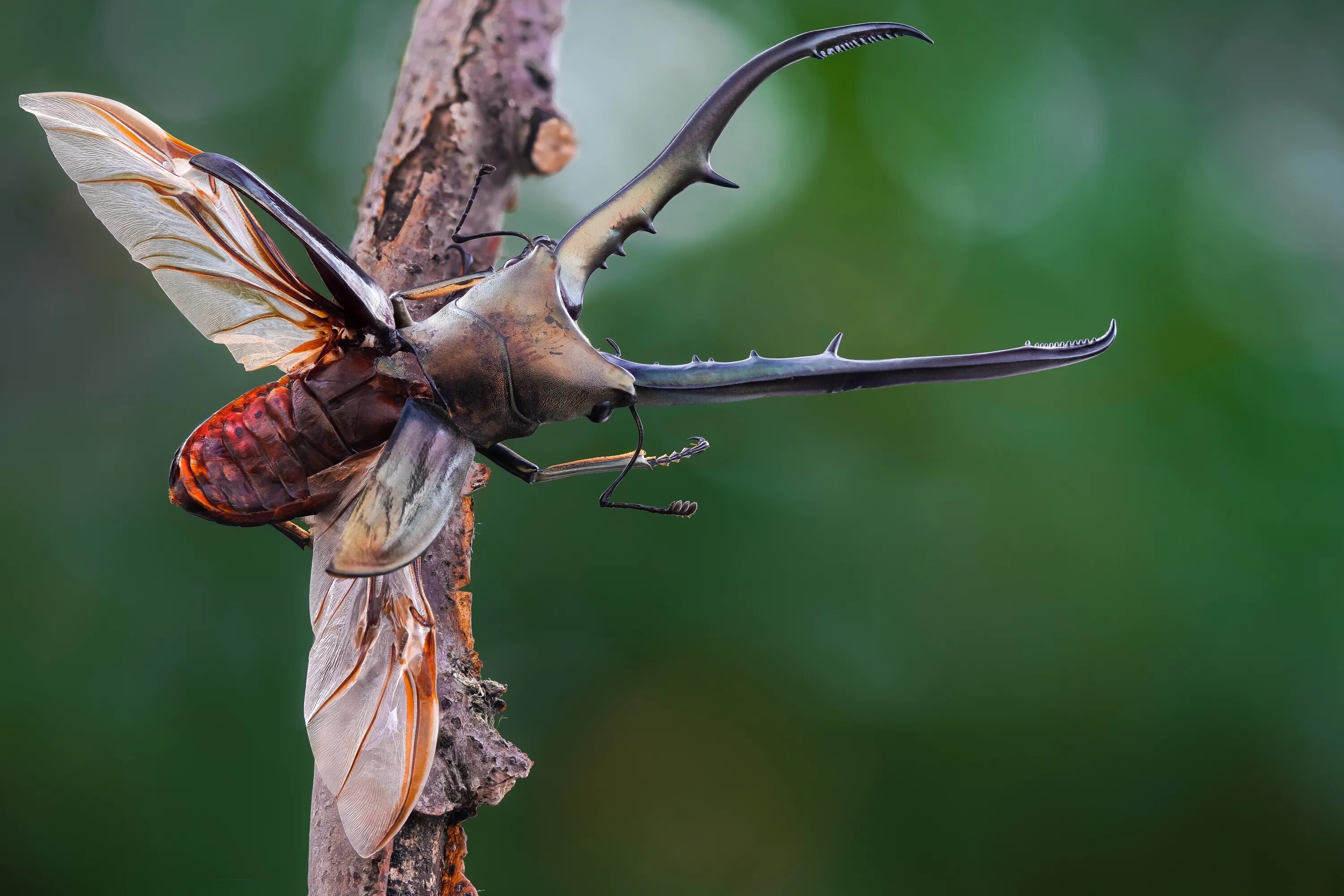 Cyclommatus metallifer. Жук Рогач Крылья. Насекомые Жук олень. Жук Актеон. Крылья жуков насекомых
