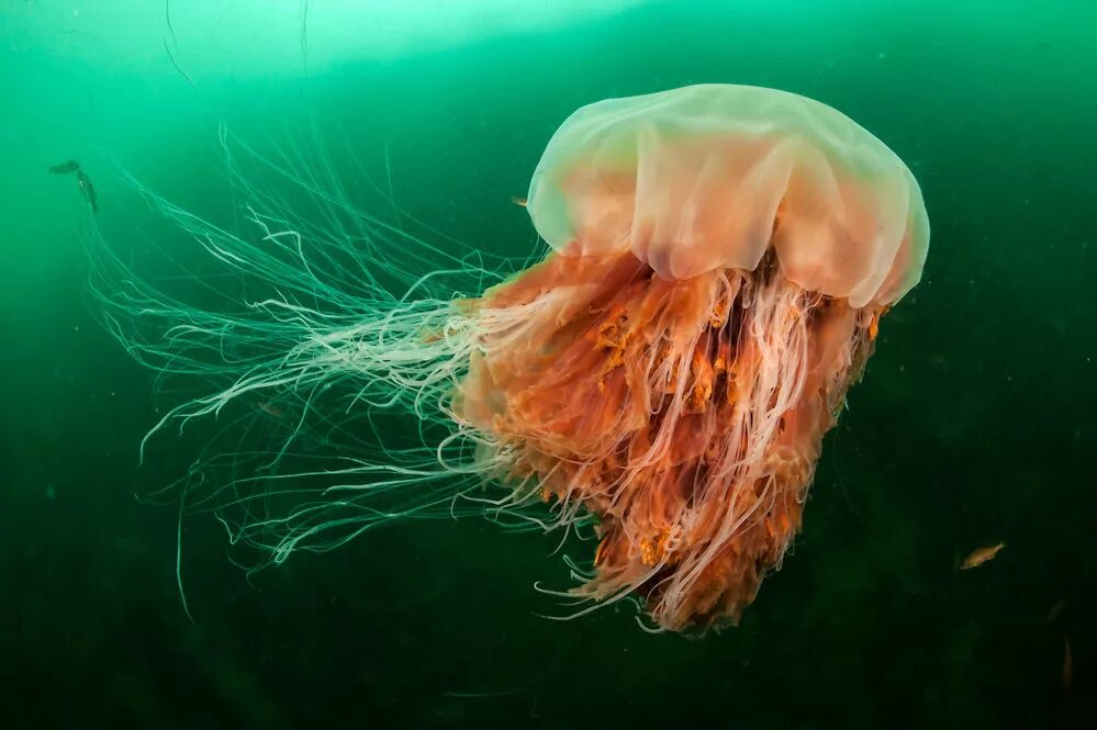 Номура. Медуза цианея. Медуза цианея гигантская. Полярная медуза цианея. Арктическая гигантская медуза цианея.