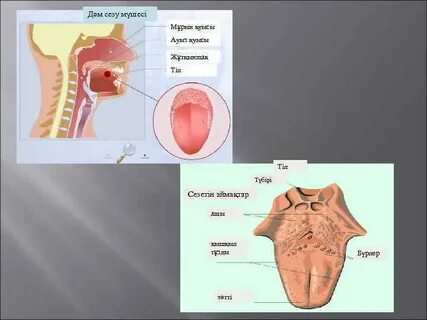 Әйелдердің қытықпен мастурбация жасауы