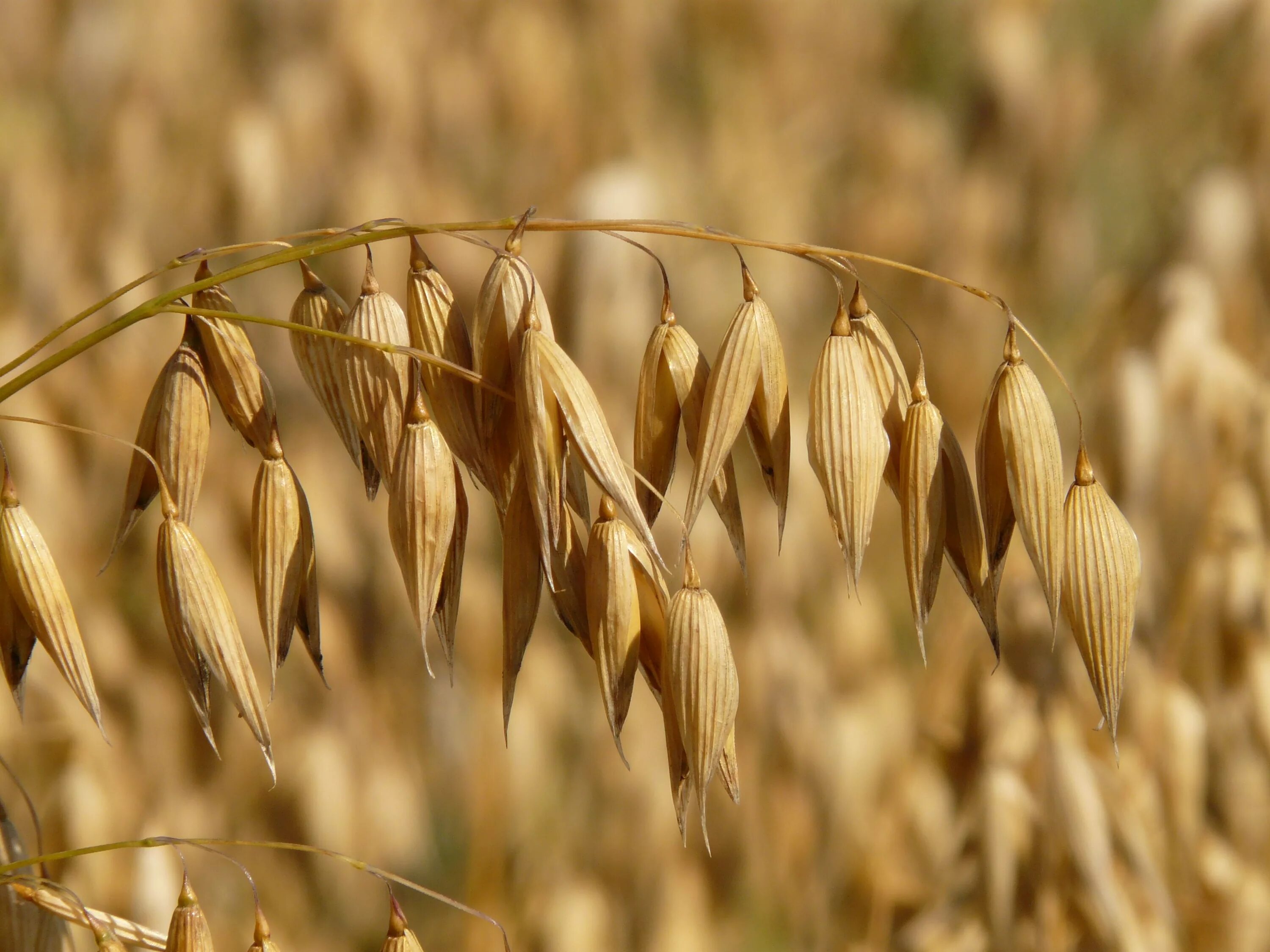 Овес какая группа. Овес посевной (Avena Sativa). Колоски овса. Овес Яровой Боррус. Колоски овсюга.