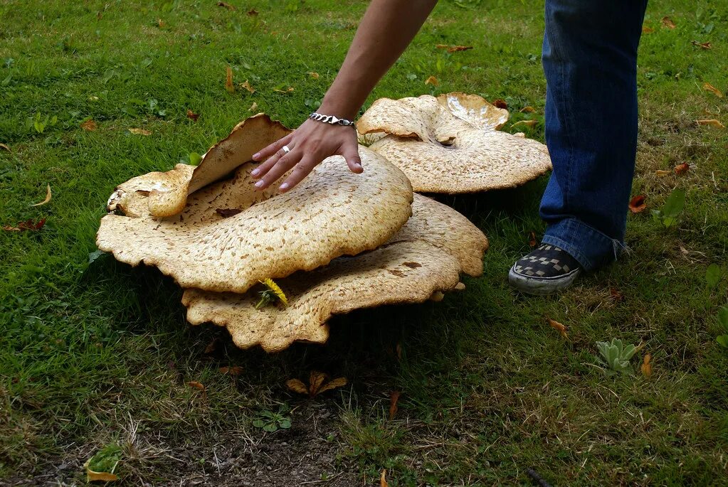 Сонник грибы большие. Трутовик гигантский. Трутовик гигантский гриб. Самый большой гриб трутовик в мире. Самый большой гриб в мире.