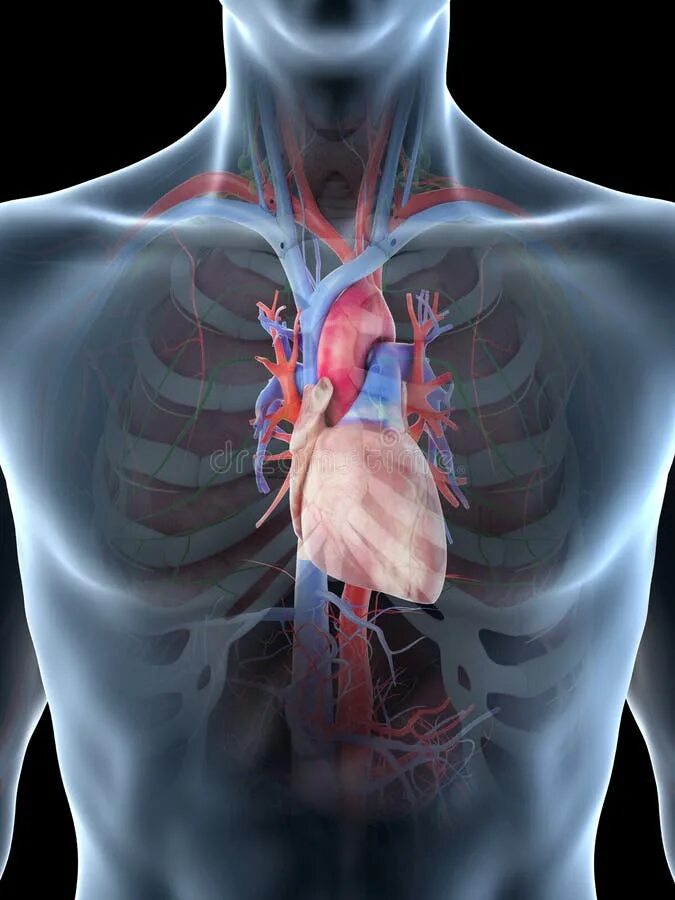 Дом где находится сердце. Сердце в грудной клетке анатомия. Расположение сердца у человека.