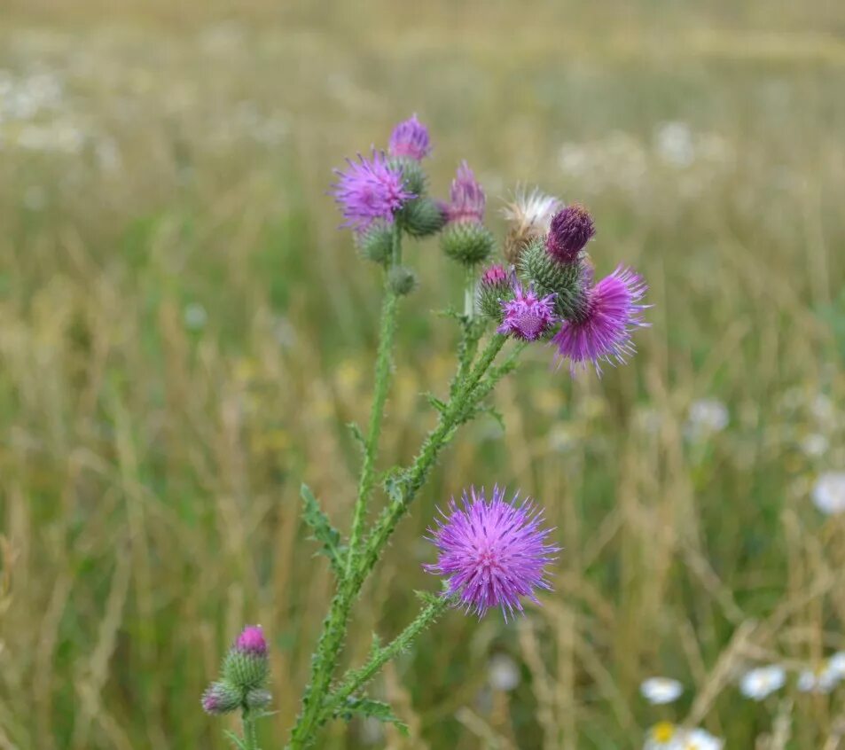 Осот полевой сорняк. Бодяк полевой (Cirsium arvense). Бодяк (татарник). Осот полевой. Бодяк чертополох.