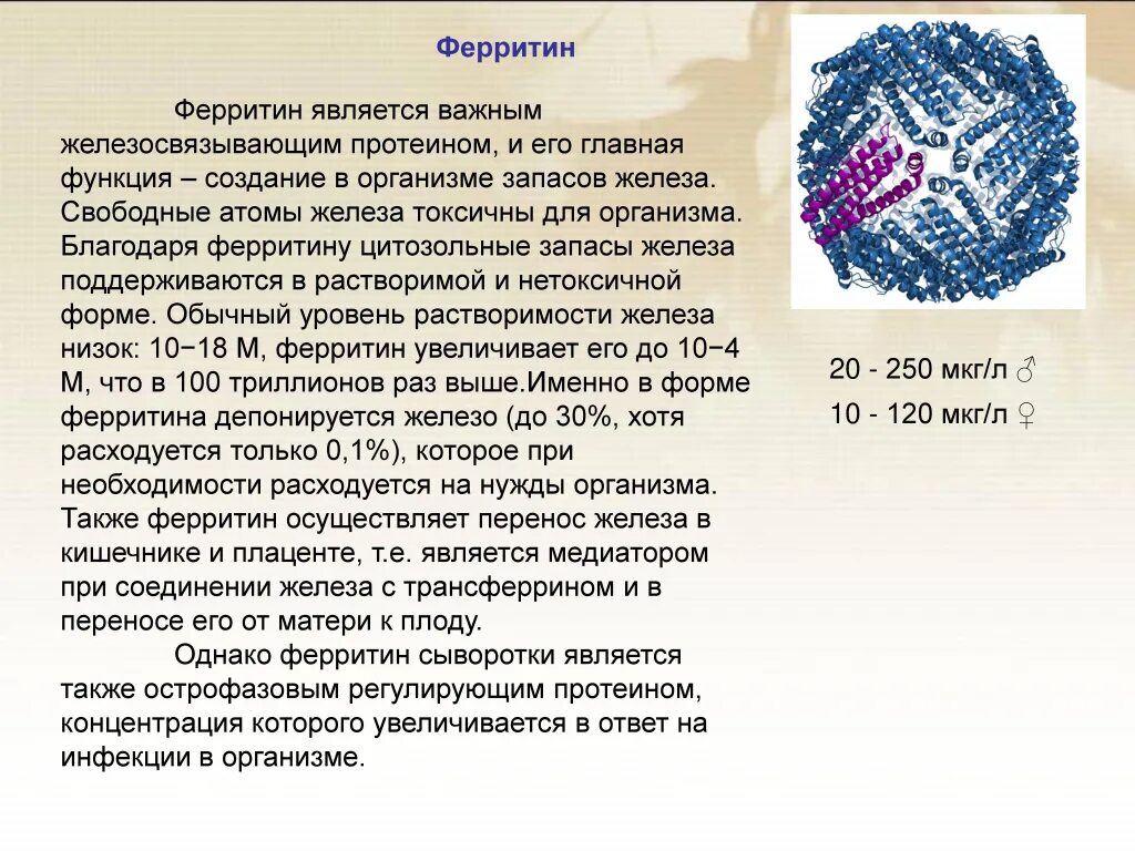 Повышенный ферритин симптомы причины. Ферритин функции биохимия. ферритин 113.5. гемоглобин ферритин железо показатели нормы. исследование уровня ферритина в крови.